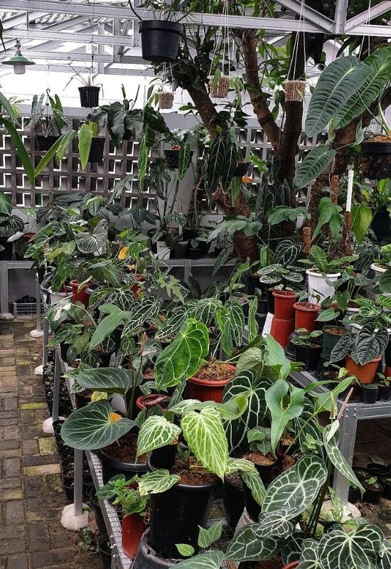  20 variétés d'anthuriums étonnantes à ajouter à votre collection de plantes