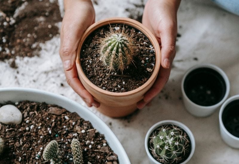  Wie oft sollte man eine Kaktuspflanze gießen?