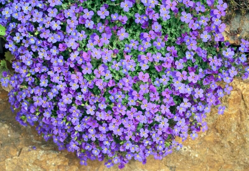  30 plantes couvre-sol fleuries pour ajouter de la couleur et de la texture à votre paysage année après année