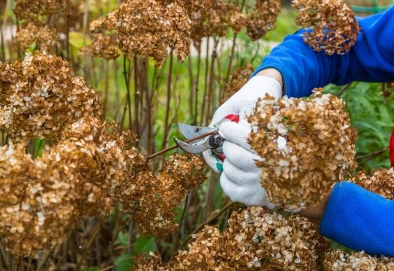  Deadheading Hydrangeas: Kailan, Bakit &amp; Paano Putulin ang Dead Blooms, Ayon sa Isang Eksperto