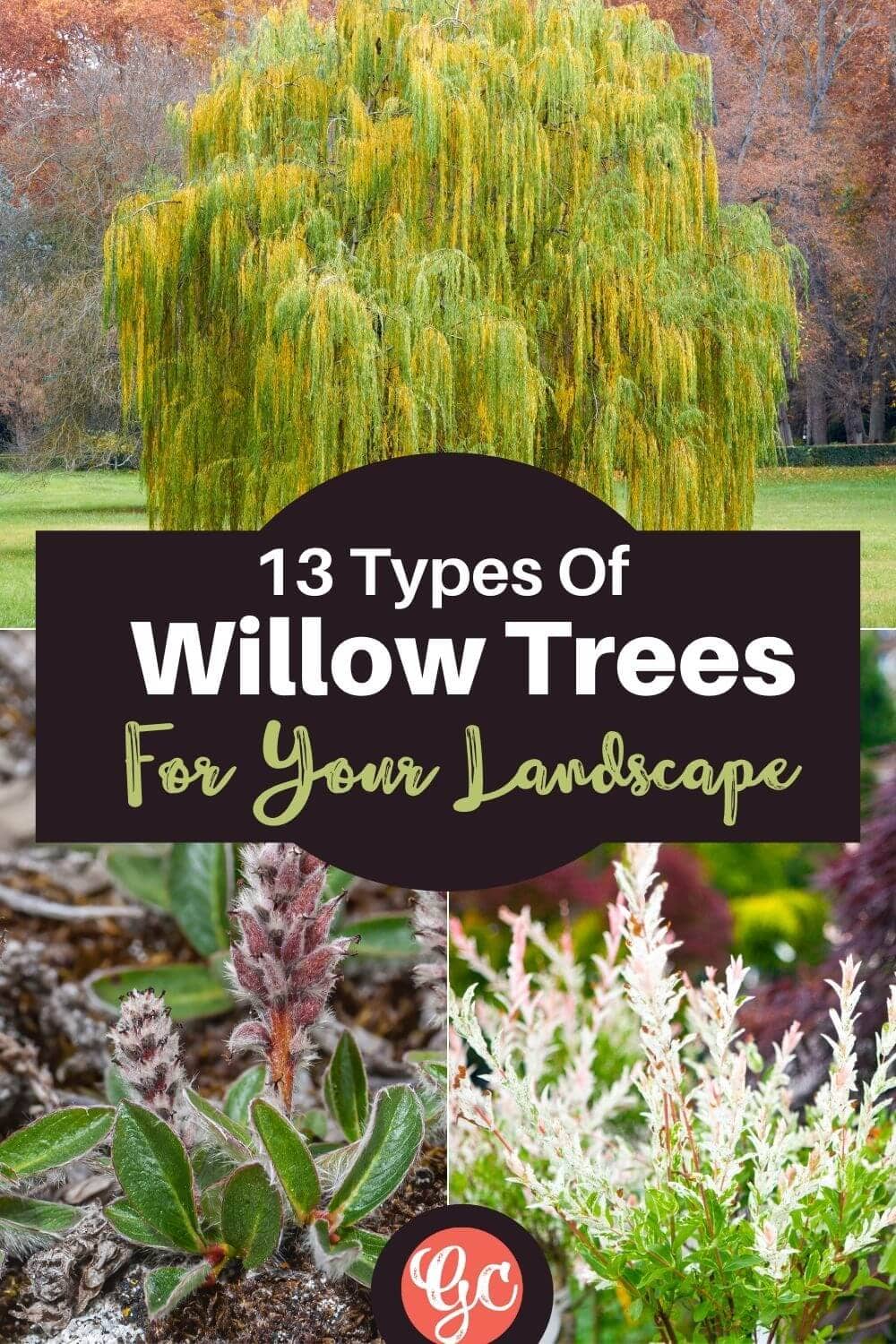  13 tipos de salgueiros e arbustos com fotografias para uma identificação fácil