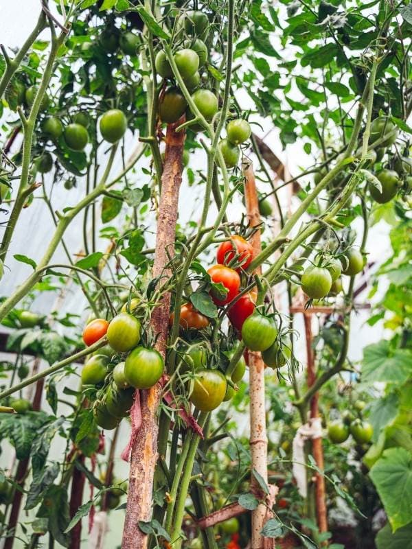  15 Varietas Tomat Berumur Genjah untuk Musim Pendek, Petani Utara
