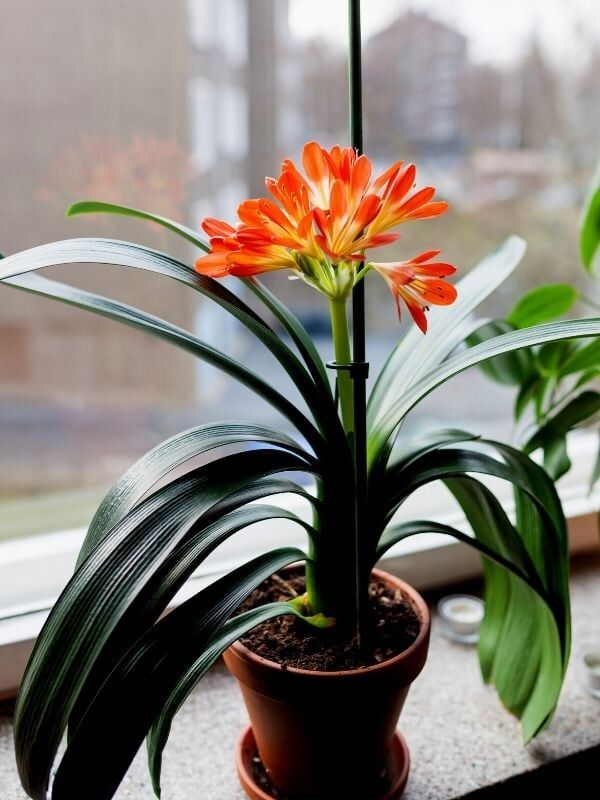  18 magnifiques plantes à fleurs d'intérieur pour ajouter une touche de couleur à votre maison