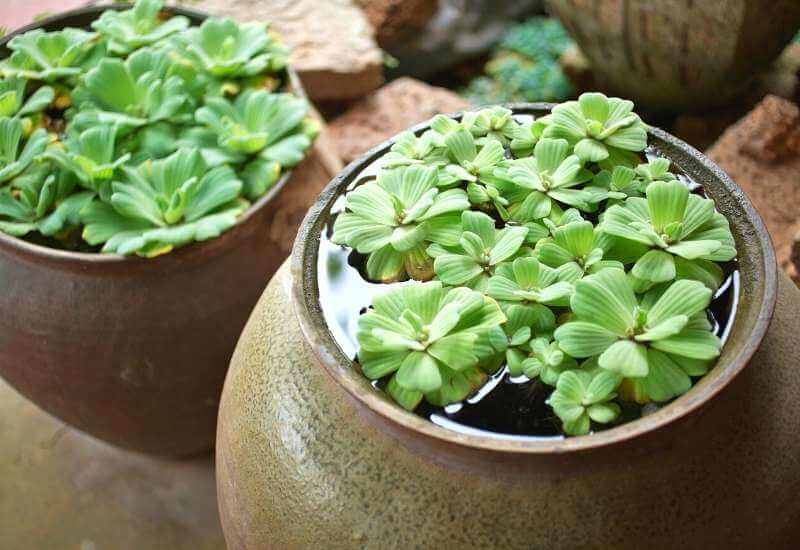  16 vattenväxter att lägga till i din funktionella vattenträdgård