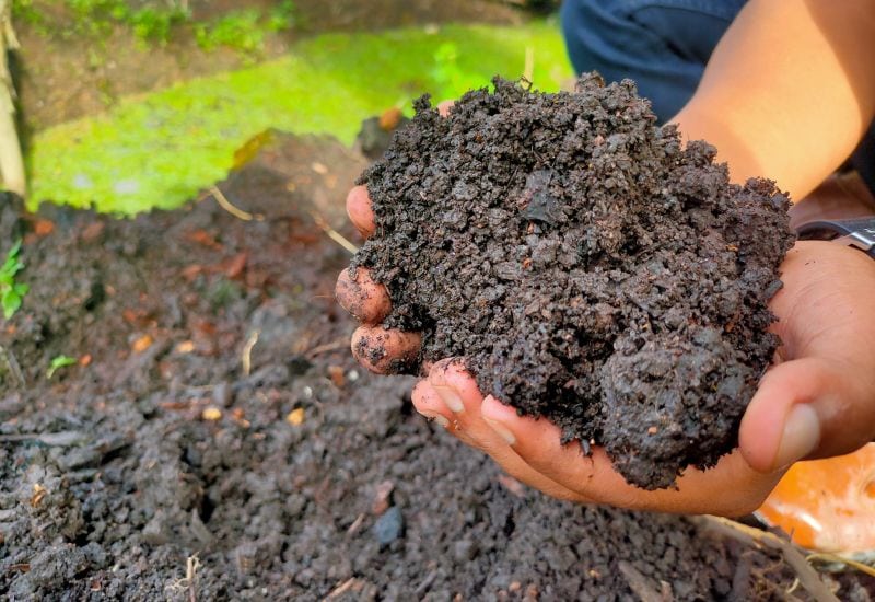  4 alternatives durables à la tourbe pour un sol plus sain et des plantes plus heureuses