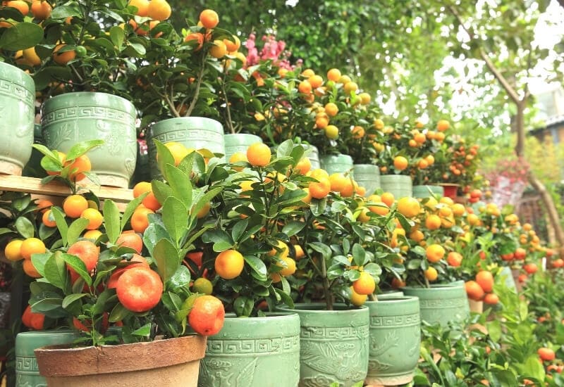  Comment cultiver et prendre soin d'un citronnier en pot