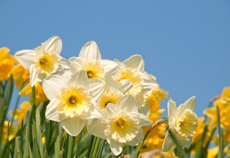  12 ແນວພັນ Daffodil ສໍາລັບສວນພາກຮຽນ spring ຂອງທ່ານ