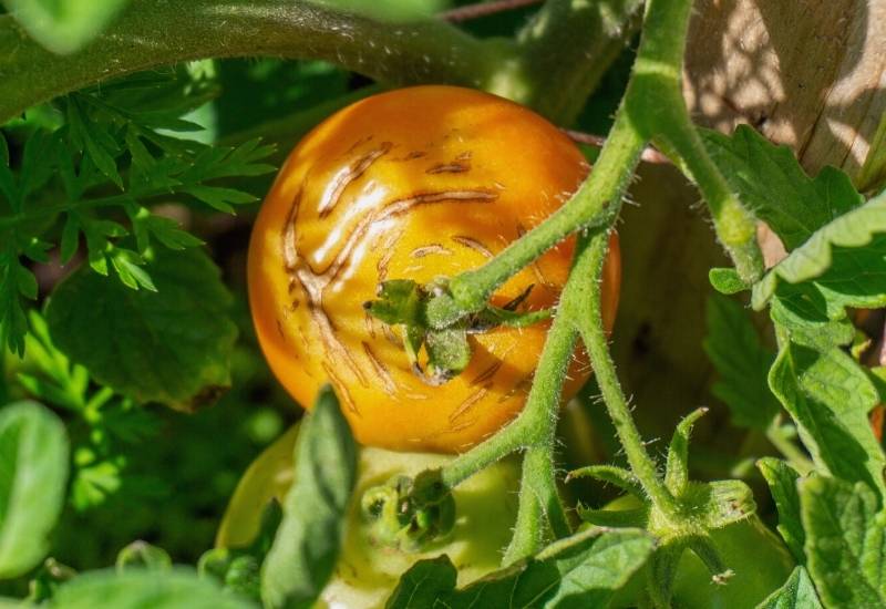  Inilah Sebab Tomato Anda Terbelah dan Cara Mencegah Tomato daripada Retak