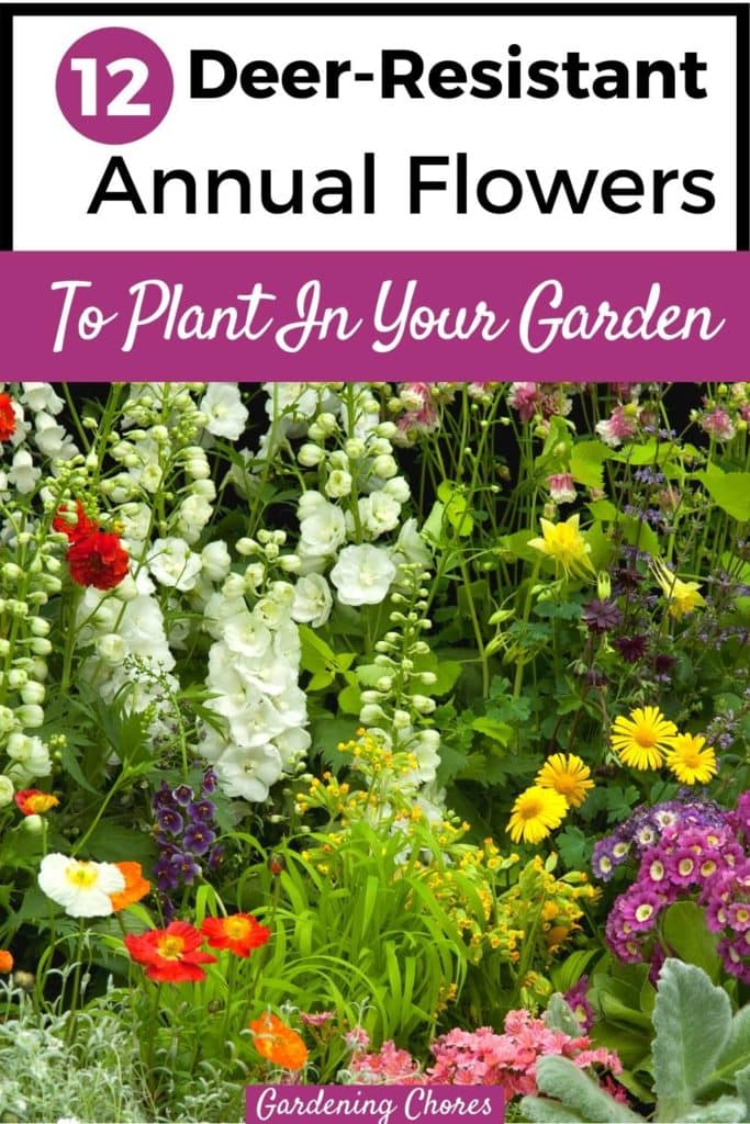  आपके बगीचे के लिए 12 सुंदर हिरण प्रतिरोधी फूल वाले वार्षिक पौधे