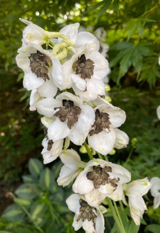  18 bloeiende planten mei prachtige swarte en wite blommen