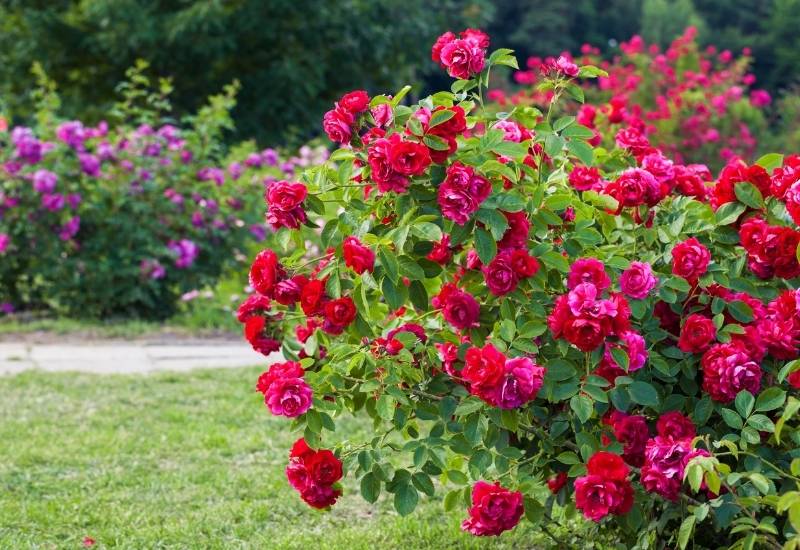  18 des rosiers les plus parfumés qui donneront à votre jardin une odeur extraordinaire tout au long de la saison