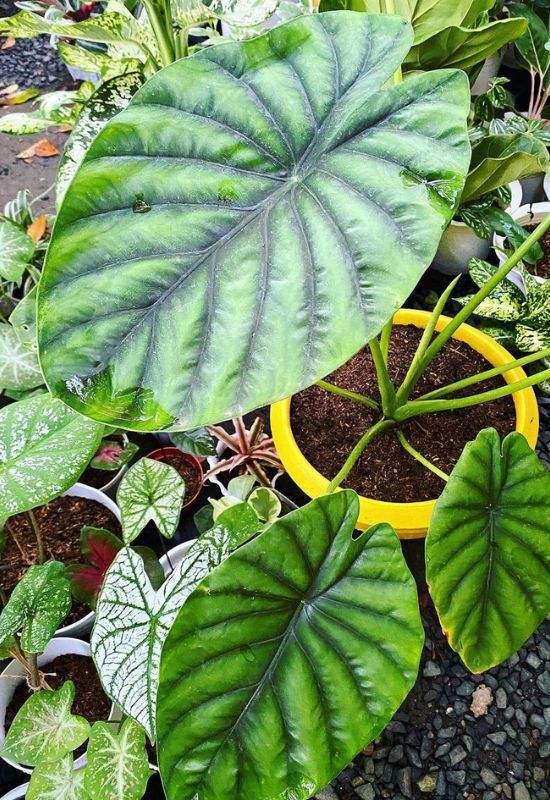  15 szuper egzotikus Alocasia fajta a kertbe és a beltéri helyiségekbe