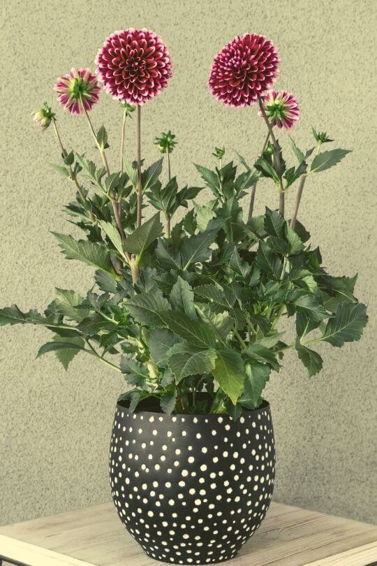  भाँडो र amp; को लागि 15 शानदार पतन फूलहरू; कन्टेनरहरू