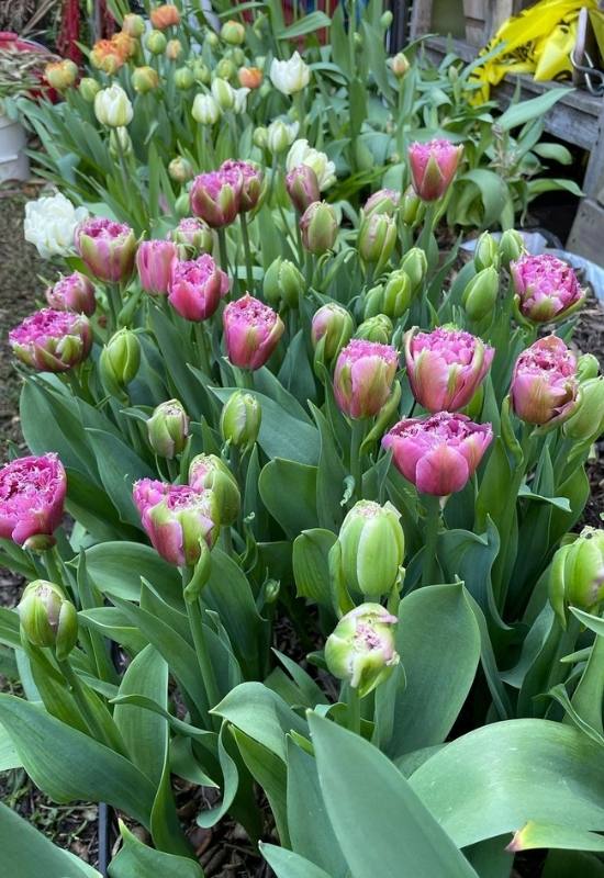  22 tipos de tulipas para animar o seu jardim de primavera