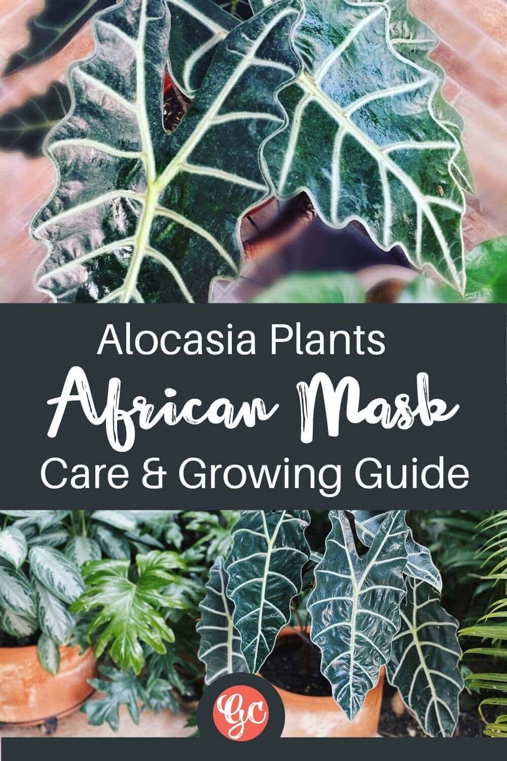 Plante Alocasia (masque africain) - Types, soins et conseils de culture