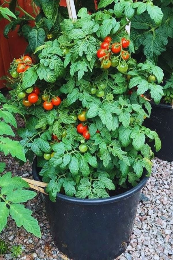  Cara Menanam Banyak Tomato dalam Pasu Dan Bekas