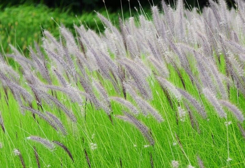  23 Rumput Hiasan Cantik Untuk Menambah Minat Sepanjang Tahun Pada Landskap Anda