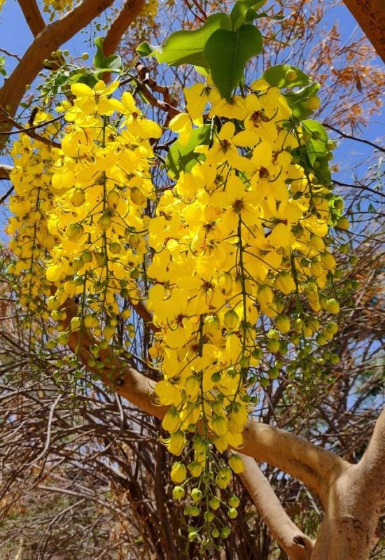  12 Varieti Pokok Cassia untuk Memeriahkan Taman Anda dengan Bunga, Dedaunan dan Polongnya