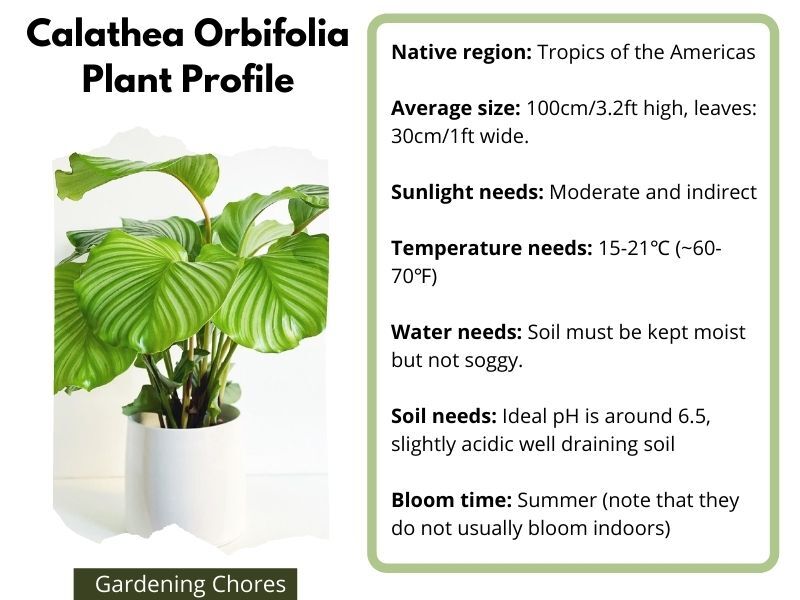  ເຄັດລັບການດູແລ Calathea Orbifolia ເພື່ອຊ່ວຍໃຫ້ຕົ້ນໄມ້ຂອງເຈົ້າຈະເລີນຮຸ່ງເຮືອງຢູ່ໃນເຮືອນຂອງເຈົ້າ