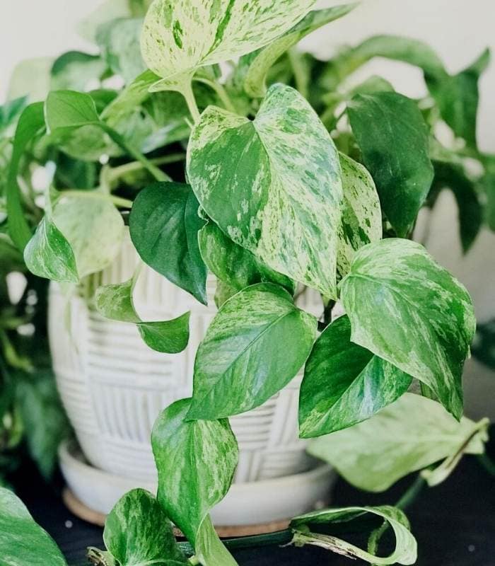 Marble Queen Pothos Care Guide : Devil's Ivy Plant Growing Information and Tips (en anglais seulement)