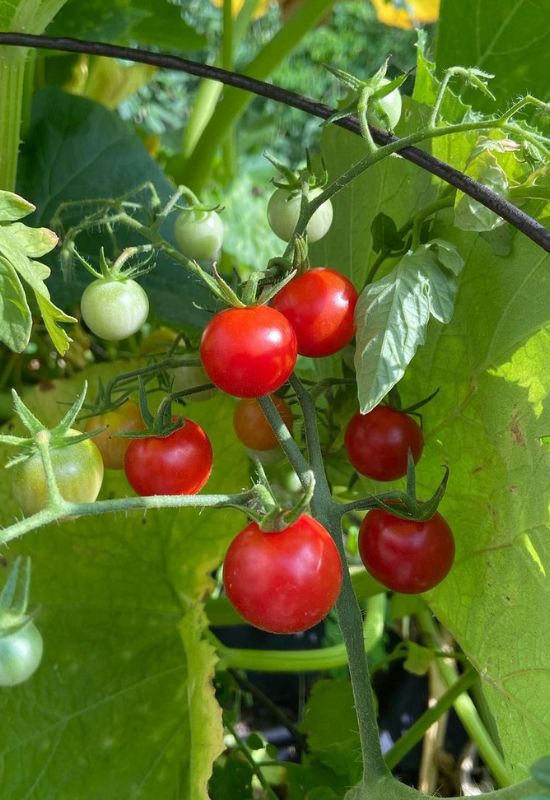  Les 14 meilleures variétés de tomates pour les jardins du sud et les conseils de culture