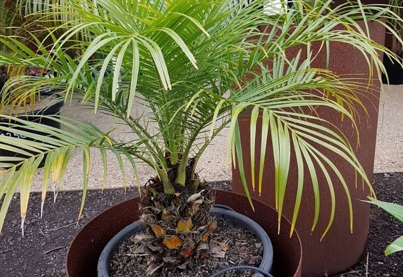  25 types de palmiers avec photos pour une identification facile