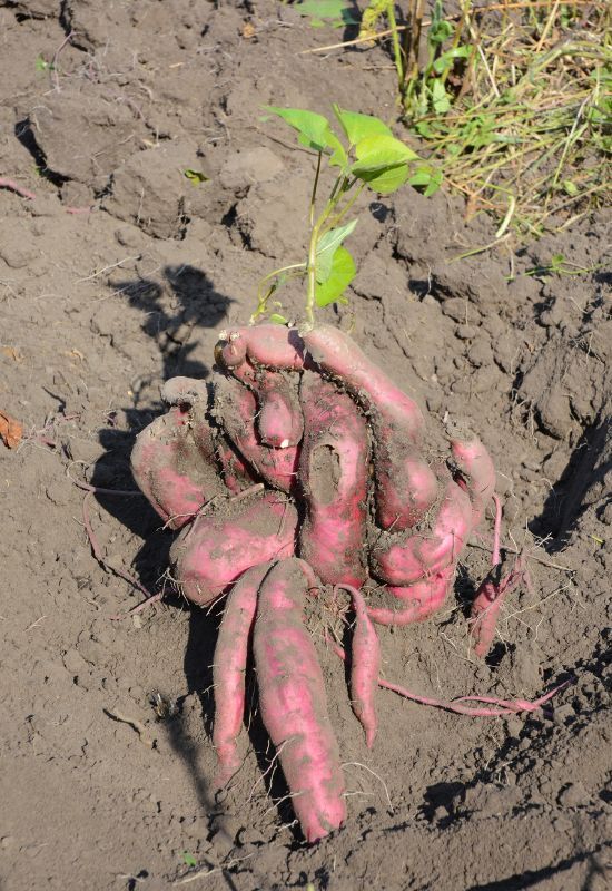  24 variedades de batata-doce que vai adorar cultivar no seu quintal