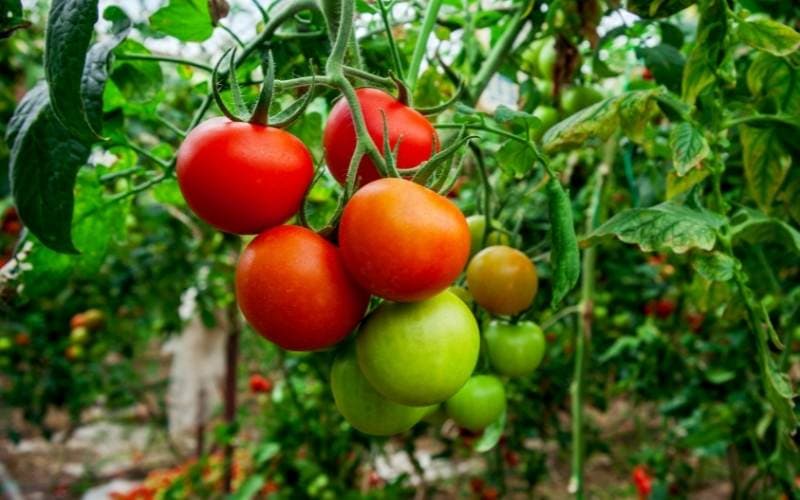  Começar bem os tomates - Quando plantar tomates para uma época de crescimento bem sucedida