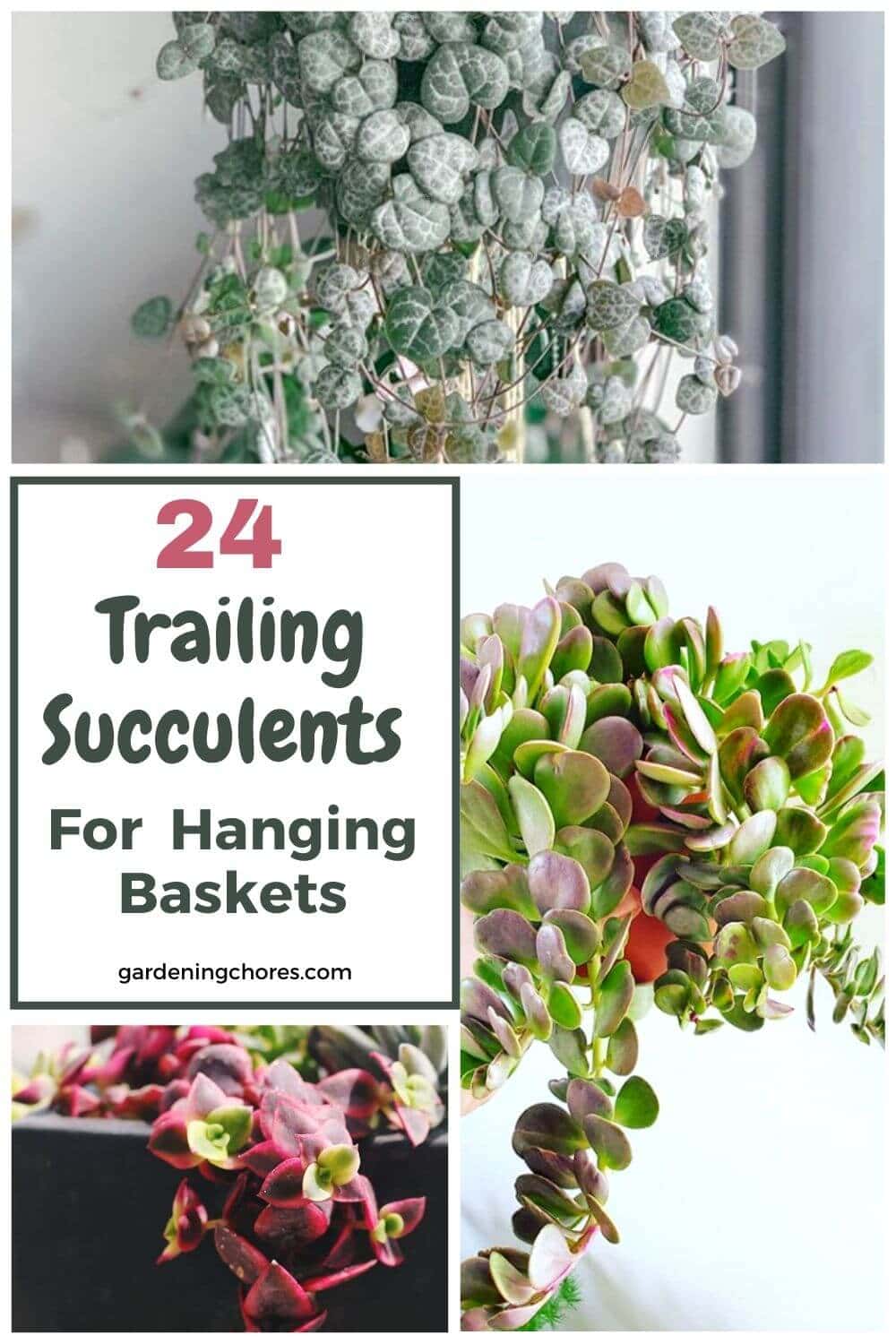  24 Succulentes traçantes parfaites pour être plantées dans des paniers suspendus