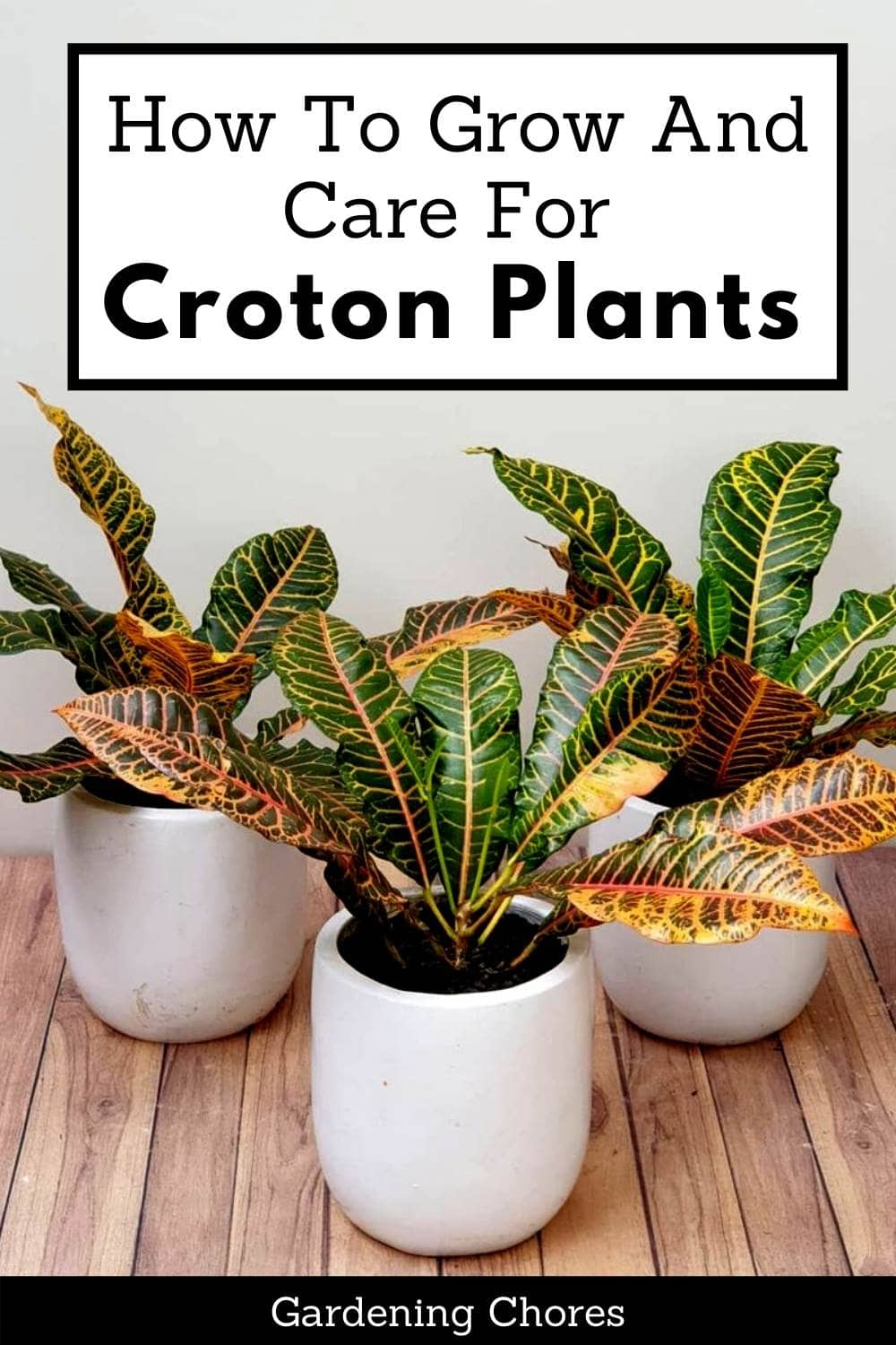  ການດູແລພືດ Croton: ວິທີການປູກແລະການດູແລ Codiaeum Variegatum