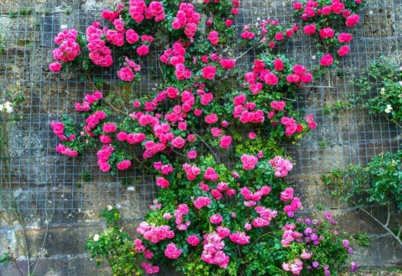  Roses grimpantes : les secrets de la plantation, de la culture, de la taille et du dressage de votre rosier grimpant