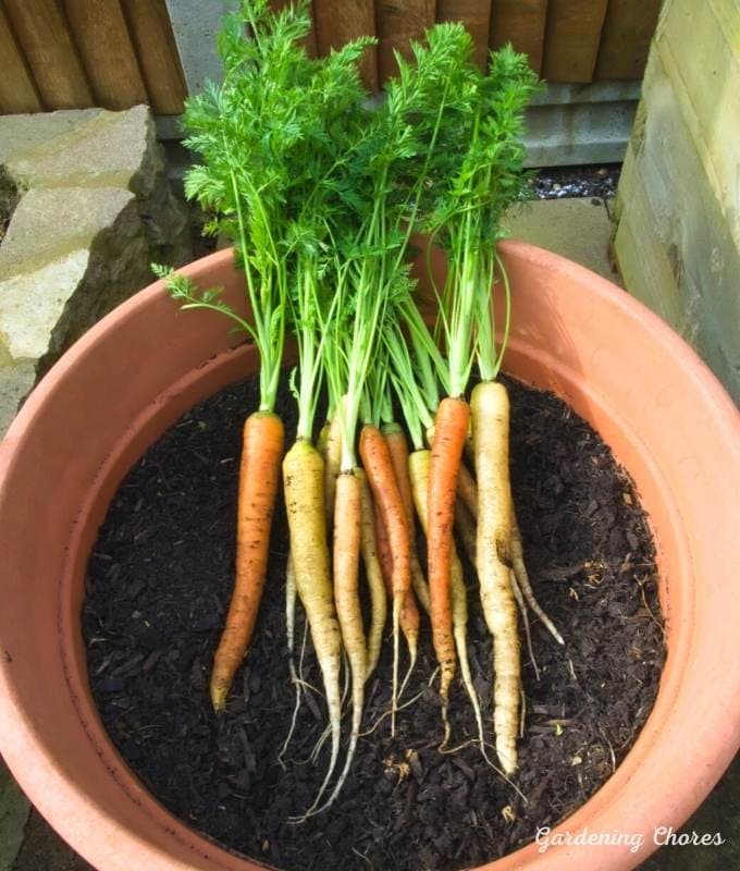  Як вырасціць моркву ў кантэйнерах: поўнае кіраўніцтва па вырошчванні