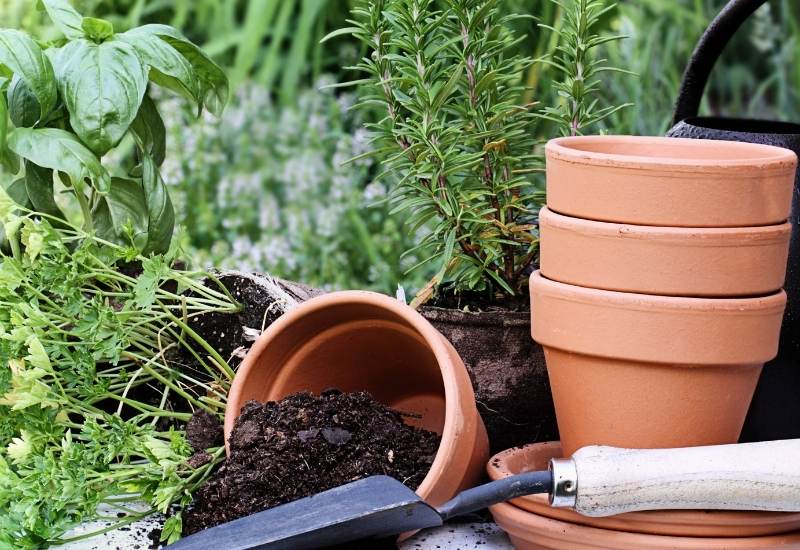  12 erreurs de jardinage de plantes aromatiques en conteneur (et comment les corriger)