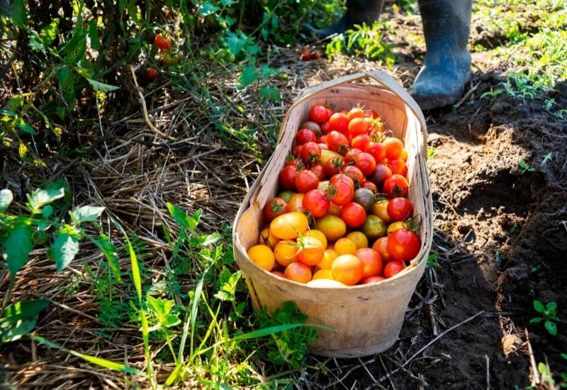  Colheita de tomates &amp; Como saber quando estão prontos para serem colhidos
