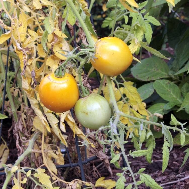  L'arrosage des tomates : quand, combien &amp; ; combien de fois arroser vos plants de tomates ?