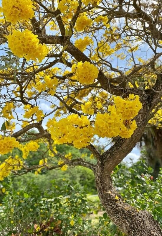  12 ต้นไม้ที่ออกดอกสีเหลืองสวยงามเพื่อเพิ่มความสดใสให้กับสวนของคุณ