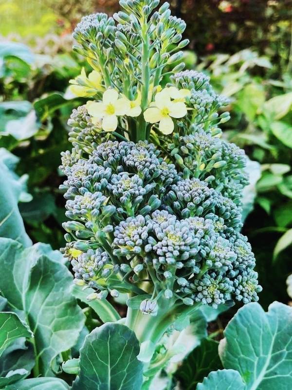  Adakah Brokoli Anda Melekat? Inilah Cara Mencegah Bunga Brokoli Daripada Kemunculan Pramatang