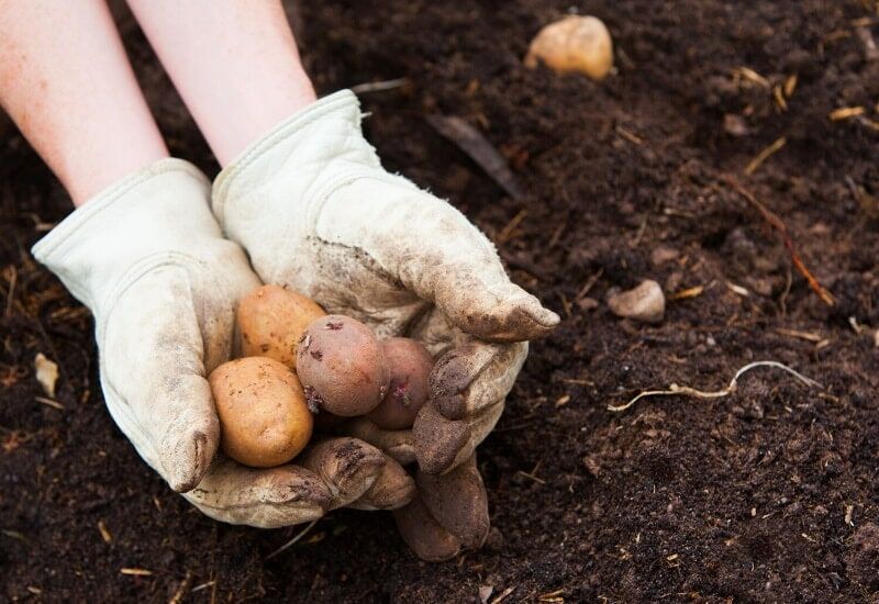  مدى عمق زراعة البطاطس في الخنادق وسرير الحديقة والحاويات