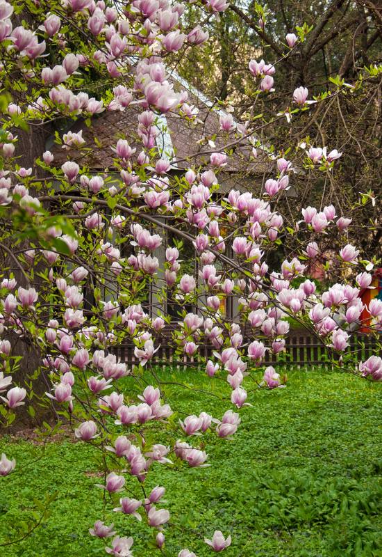  12 árbores rosadas que engaden un toque feminino ao teu xardín
