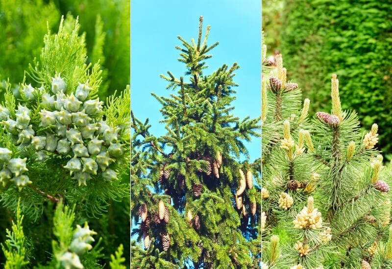  Водич за идентификацију различитих врста зимзеленог дрвећа (са сликама).