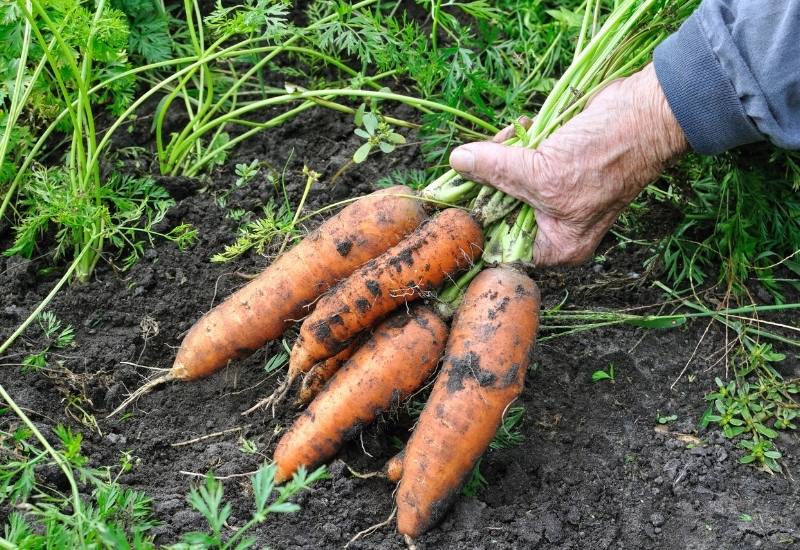  Colheita de cenouras e como saber quando estão prontas para serem colhidas