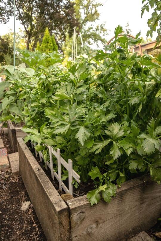  20 legumes mais fáceis de cultivar em canteiros ou contentores
