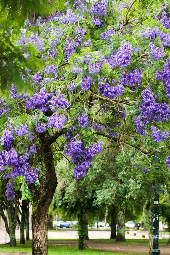  8 árbores ornamentais impresionantes con flores azuis para o teu xardín
