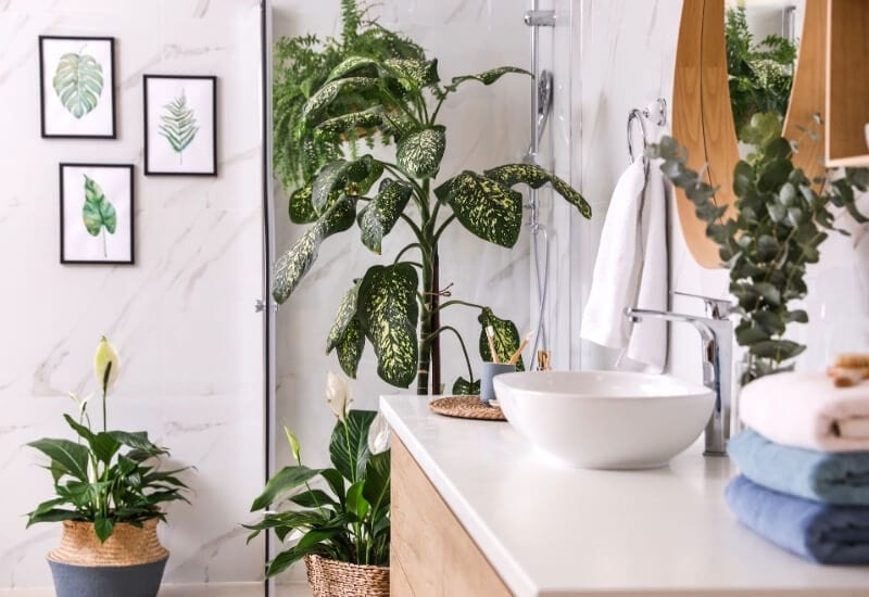  18 ტენიანობის მოყვარული შხაპის მცენარე, რომელიც აყვავდება თქვენს აბაზანაში