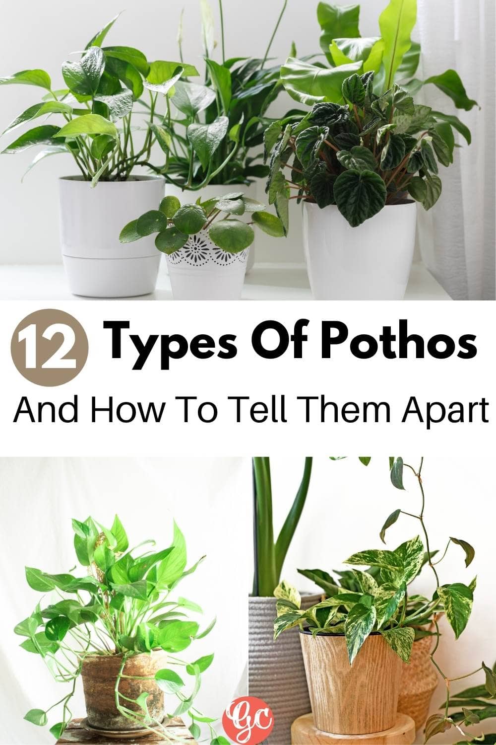  Types de Pothos : Différentes variétés de Pothos et comment les différencier