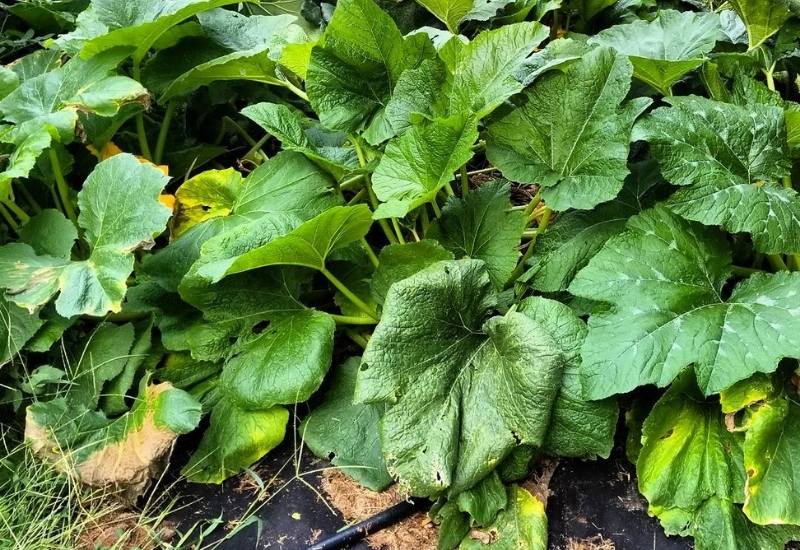  6 raisons pour lesquelles les feuilles de vos courgettes deviennent jaunes et ce qu'il faut faire pour y remédier
