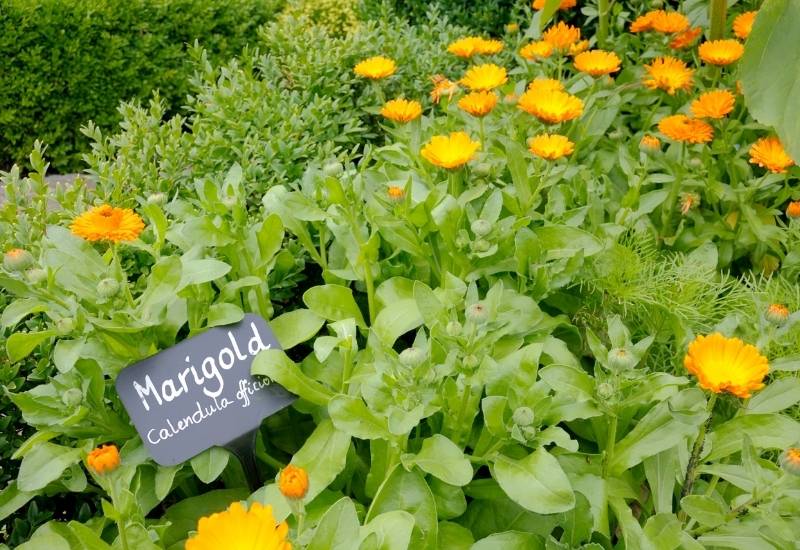  ກວາງກິນດອກດາວເຮືອງບໍ່? ແລະວິທີການໃຊ້ Marigolds ເພື່ອຂັດຂວາງພວກມັນຈາກສວນຂອງເຈົ້າ