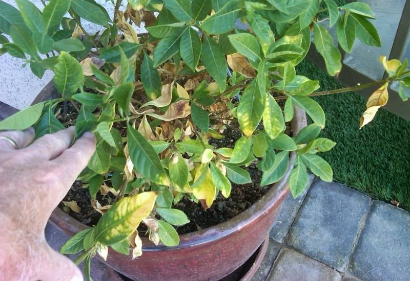  Raisons pour lesquelles les feuilles de votre Gardenia deviennent jaunes... et comment y remédier.