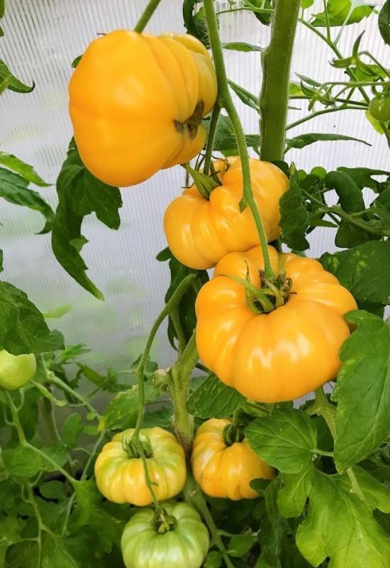  20 Varieti Tomato Kuning dan Oren Terbaik Untuk Tumbuh Di Taman Anda