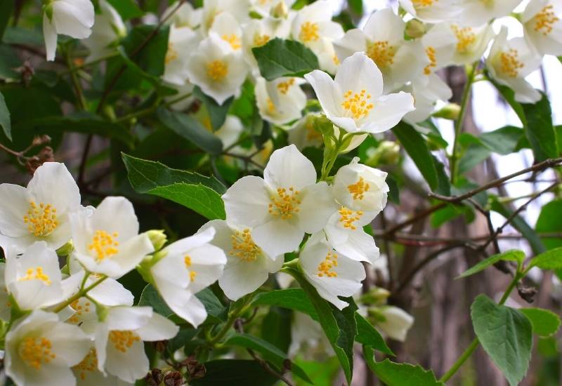  12 tipos impressionantes de arbustos e videiras de jasmim que farão com que o seu jardim tenha um cheiro incrível